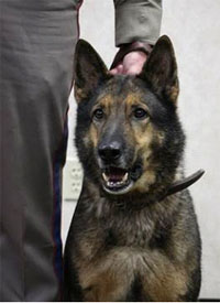 DPS Canine Graduate