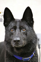 DPS Canine Graduate