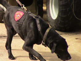 DPS Canine Graduate