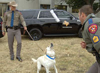 DPS canine team