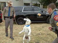 DPS canine team