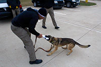 DPS canine team