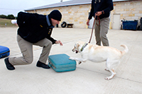 DPS canine team